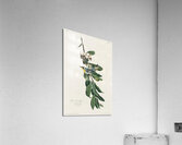 Yellow Throated Warbler Acrylic Print