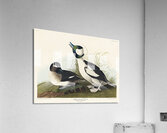 Buffel-headed Duck Acrylic Print