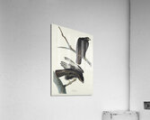 Black Warrior Acrylic Print