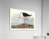 Long-legged Avocet Acrylic Print