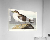 Wandering Shearwater Acrylic Print