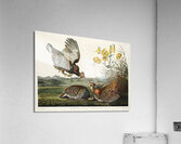 Wandering Shearwater Acrylic Print