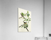 Wandering Shearwater Acrylic Print