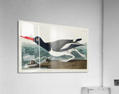 Wandering Shearwater Acrylic Print