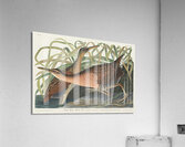 Fresh Water Marsh Hen Acrylic Print