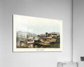 Lapland Long-spur Acrylic Print