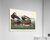 Long-tailed Duck Acrylic Print