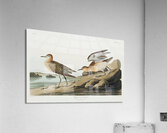 Buff breasted Sandpiper Acrylic Print