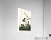 Winter Wren and Rock Wren Acrylic Print