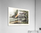 American Avocet Acrylic Print