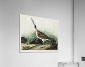 Hudsonian Curlew Acrylic Print