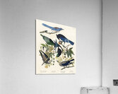 Yellow-Billed Magpie Stellers Jay Ultramarine Jay and Clarks Crow Acrylic Print