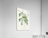 Blue-eyed yellow Warbler Acrylic Print