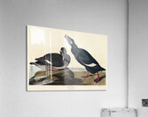 Blue-eyed yellow Warbler Acrylic Print