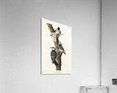 Red-Cockaded Woodpecker Acrylic Print