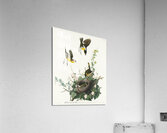 Yellow-breasted Chat Acrylic Print