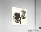 Rough-legged Falcon Acrylic Print