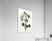 Traills Flycatcher Acrylic Print