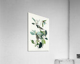 Warbling Flycatcher Acrylic Print