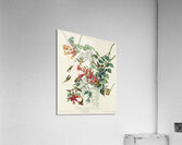 Ruby-throated Humming Bird Acrylic Print