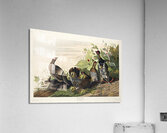 Spotted Grouse Acrylic Print