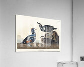Harlequin Duck Acrylic Print