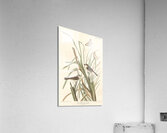 MacGillivrays Finch Acrylic Print