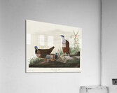 Roseate Spoonbill Acrylic Print