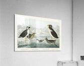Black-throated Guillemot Nobbed-billed Auk Curled-crested Auk and Horned-billed Guillemot Acrylic Print