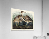 American Bittern Acrylic Print
