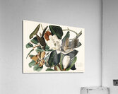 Black-billed Cuckoo Acrylic Print