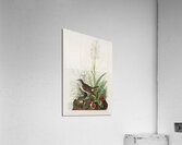 Tawny Thrush Acrylic Print