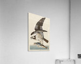 Fish Hawk or Osprey Acrylic Print