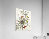 Orchard Oriole Acrylic Print