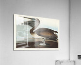 Brown Pelican Acrylic Print