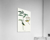 Hooded Warbler Acrylic Print