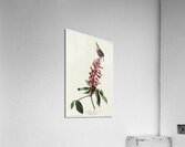 Great Carolina Wren Acrylic Print