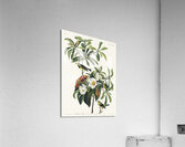 Bachmans Warbler Acrylic Print