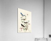 Lazuli Finch Clay-coloured Finch Oregon Snow Finch Acrylic Print