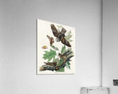 Whip-poor-will Acrylic Print