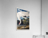 Hooping Crane Acrylic Print