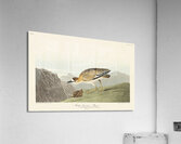 Rocky Mountain Plover Acrylic Print