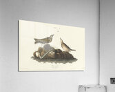 Brown Lark Acrylic Print