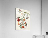 Mango Hummingbird Acrylic Print