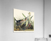 Mango Hummingbird Acrylic Print