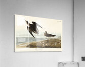 Purple Finch Acrylic Print