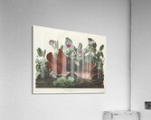 Key-west Dove Acrylic Print