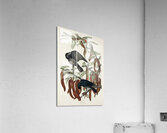 Fish Crow Acrylic Print