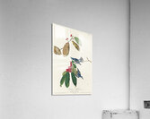 Fish Crow Acrylic Print