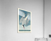 Arctic Tern Acrylic Print